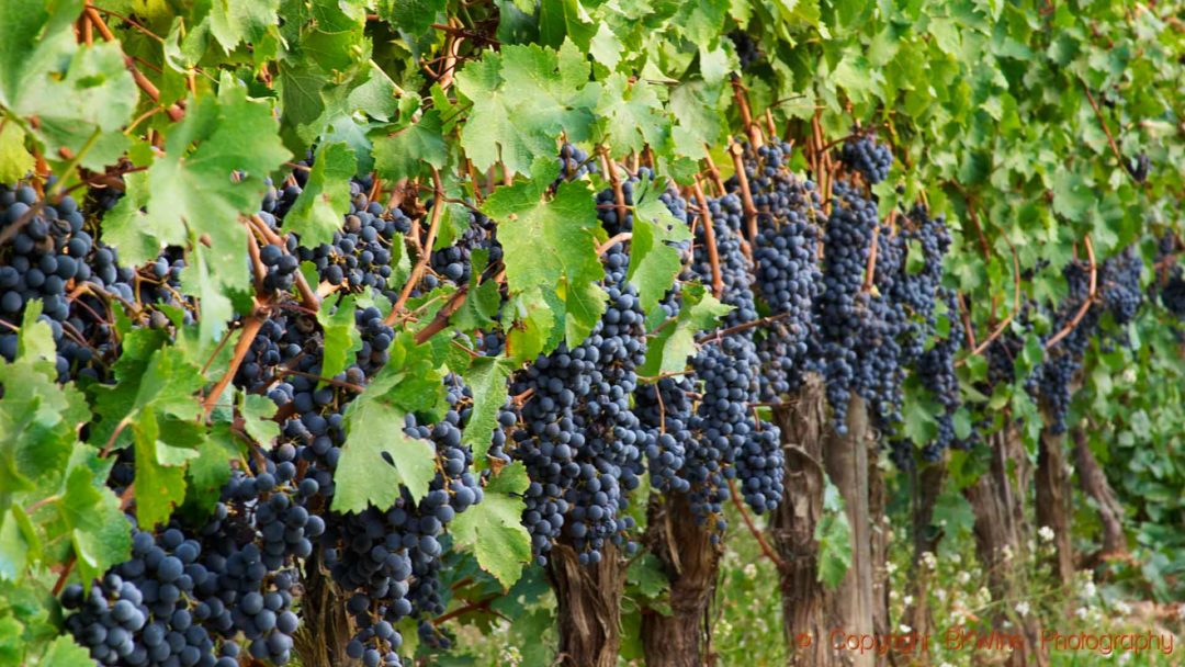 Ripe grapes in a vineyard in Catalonia