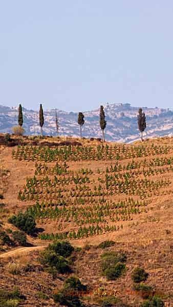 Mountain vineyards and cypresses in Priorato, Catalonia