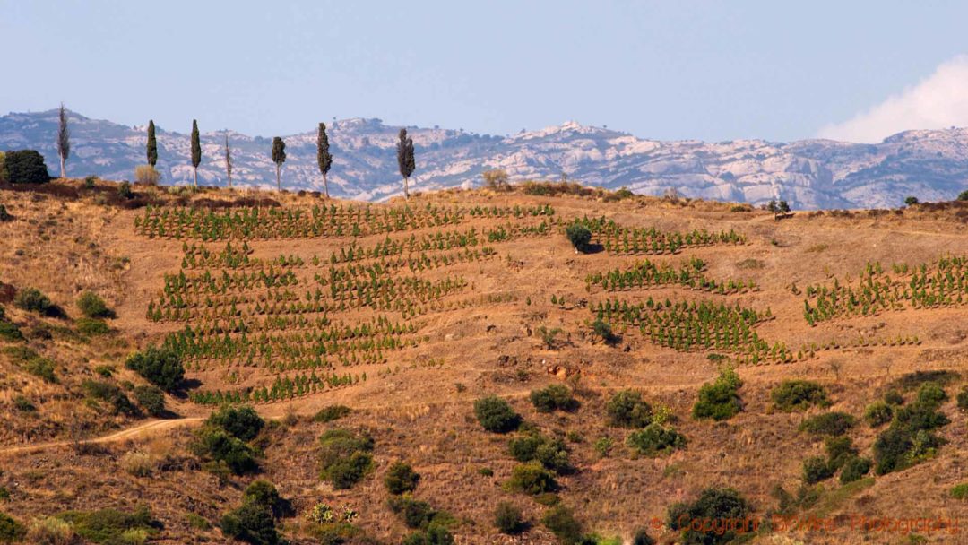 Mountain vineyards and cypresses in Priorato, Catalonia