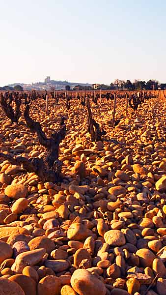 Vineyards in Chateauneuf-du-Pape with galets roulés