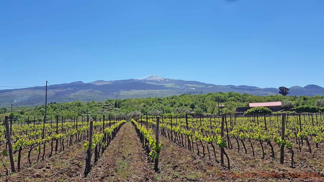 Vineyards with the Etna volcano fuming in the background