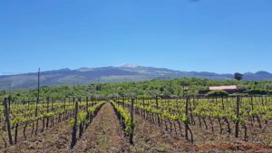 Vineyards with the Etna volcano fuming in the background