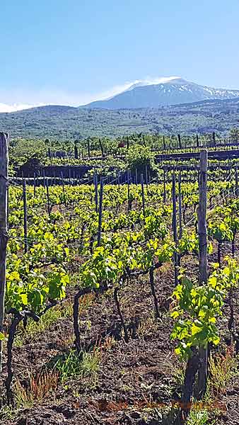 Vineyards with the Etna volcano fuming in the background