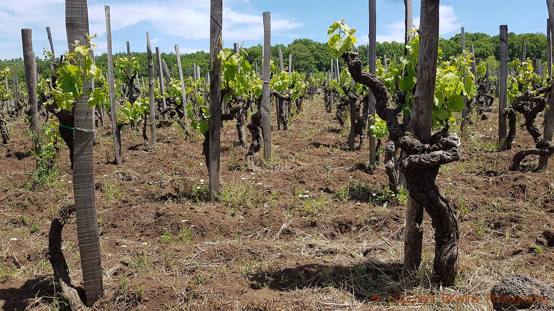 There are many old vines in the vineyard on Sicily