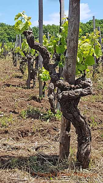 There are many old vines in the vineyard on Sicily