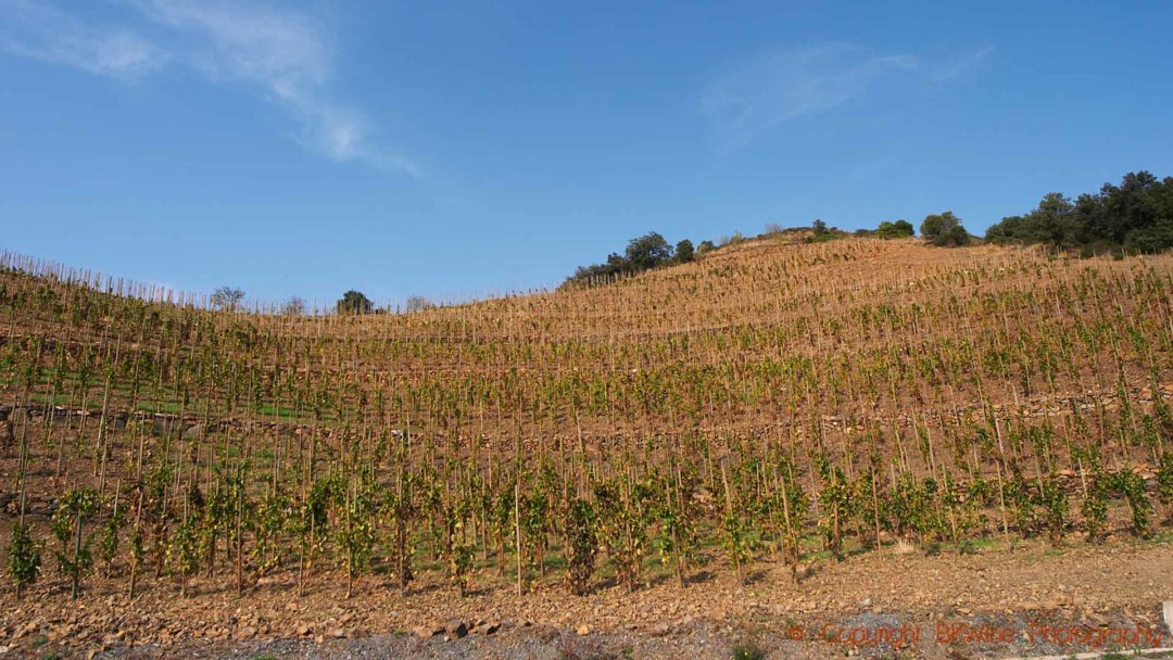 Vineyards on a steep hill in Priorato, Catalonia