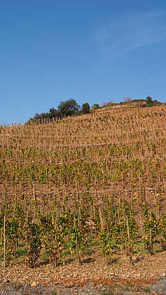 Vineyards on a steep hill in Priorat, Catalonia