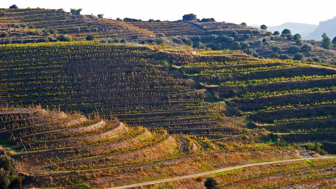 Terraced vineyards in Priorato, Catalonia