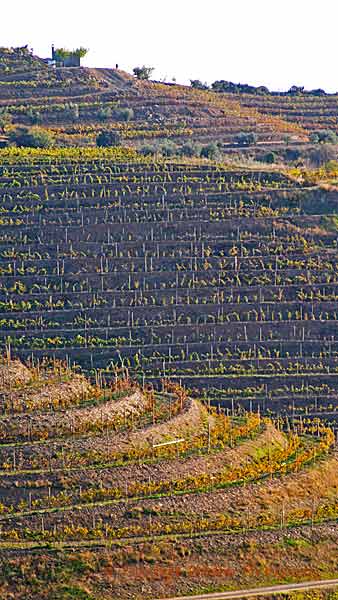 Terraced vineyards in Priorato, Catalonia