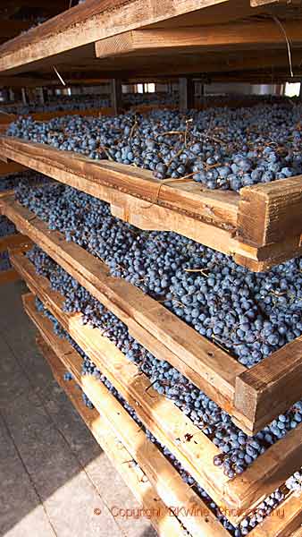 Corvina veronese grape bunches drying on trays, appassimento, for amarone in Valpolicella