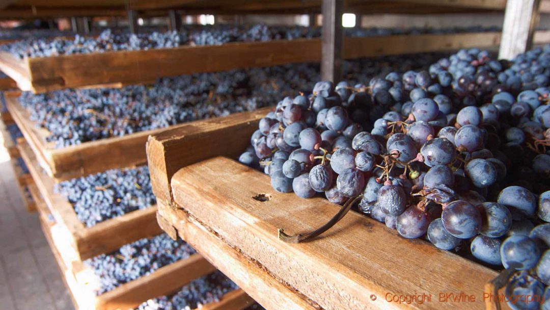 Corvina veronese grape bunches drying on trays, appassimento, for amarone in Valpolicella