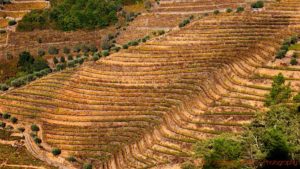 Winding terraces in the vineyard in the Douro