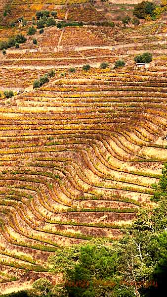 Winding terraces in the vineyard in the Douro