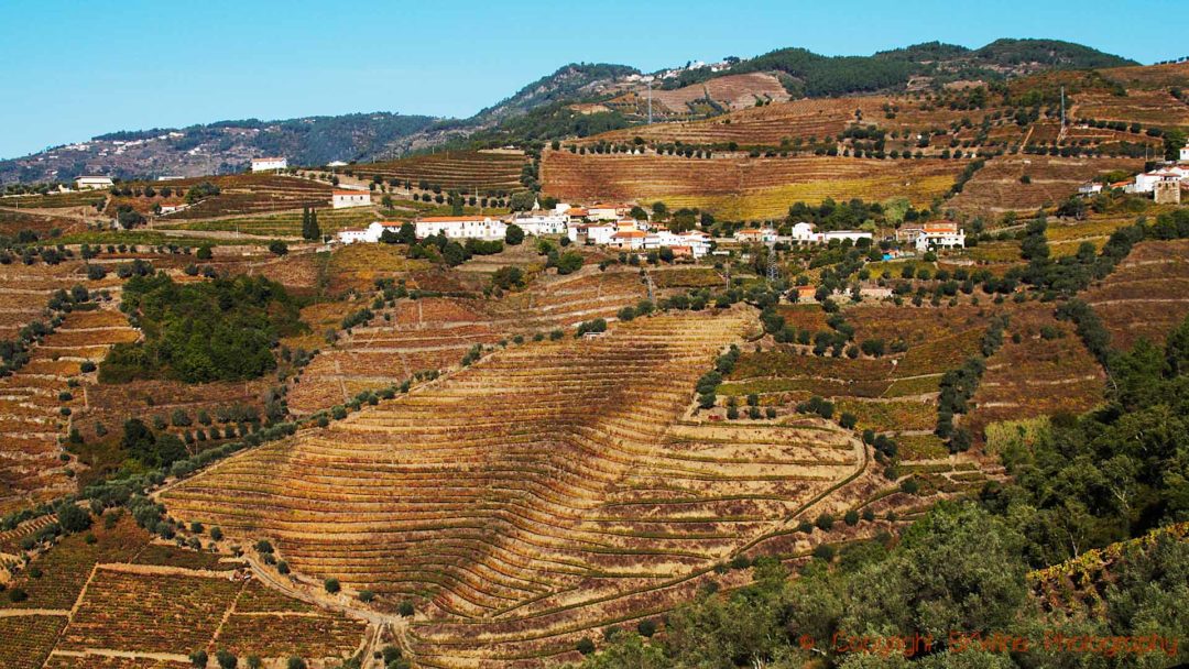 A white village in the vineyards in the Douro