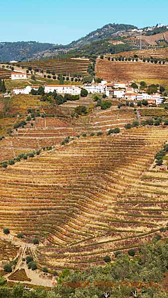A white village in the vineyards in the Douro