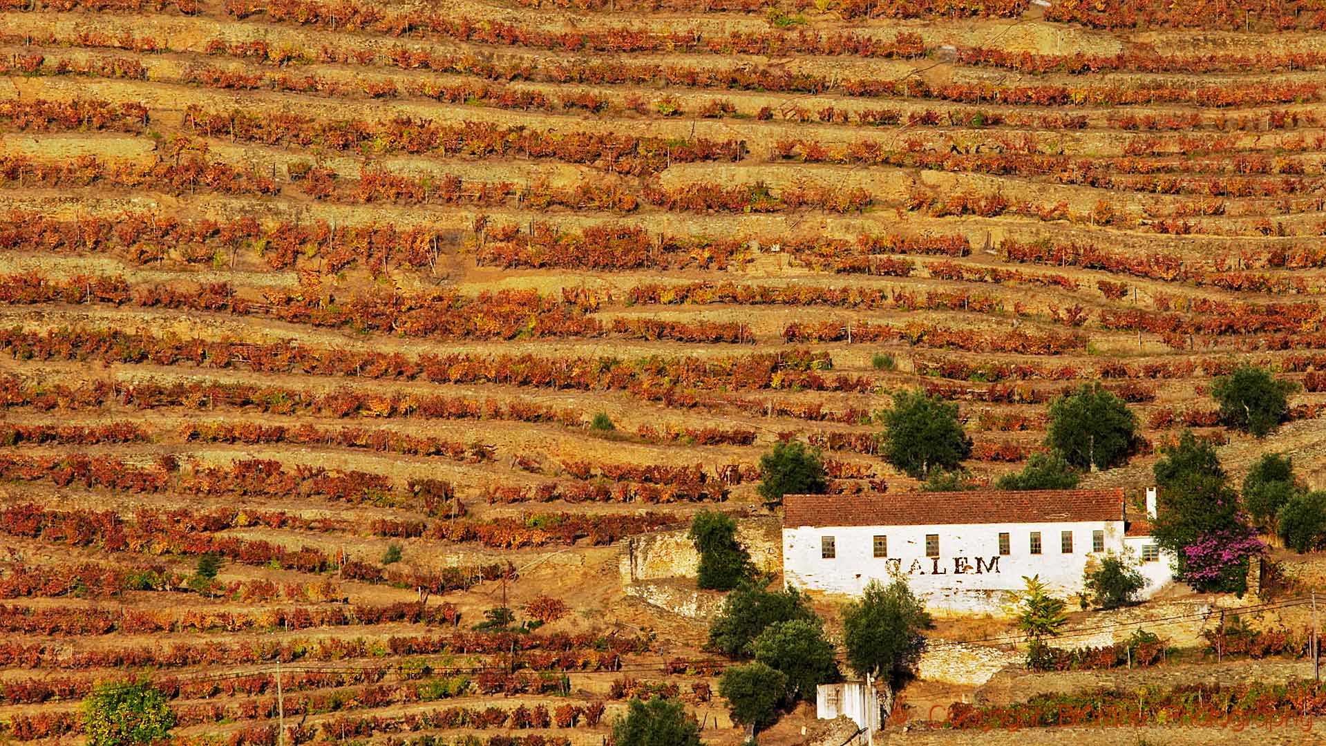 A small house surrounded by steep vineyards in the Douro Valley