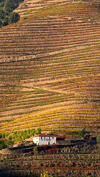 A small house surrounded by steep vineyards in the Douro Valley