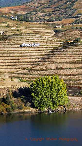 Steep slopes with vineyard terraces along the Douro River