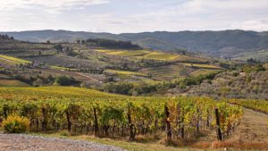 Vineyards in Tuscany with hills in the distance