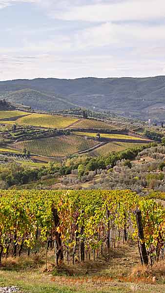 Vineyards in Tuscany with hills in the distance