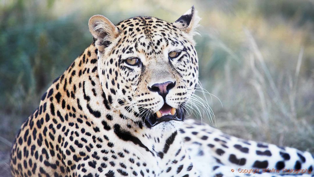 A leopard spotted on a safari in South Africa