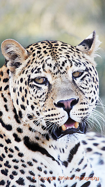 A leopard spotted on a safari in South Africa