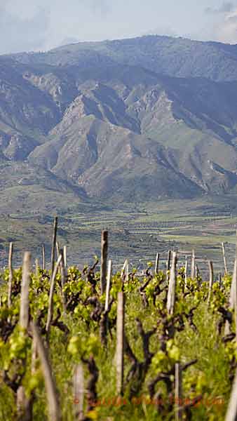 Vineyards on the volcanic soil on Etna, Sicily