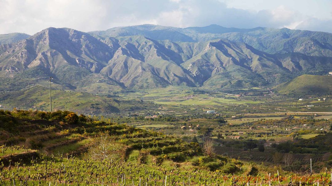 Vineyards on the volcanic soil on Etna, Sicily