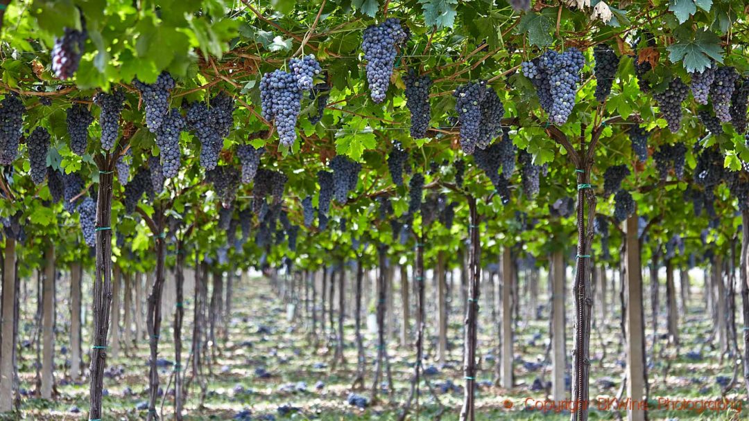 Ripe corvina veronese grape bunches, ready for harvest