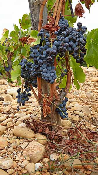 Ripe grapes in a vineyard in the Rhone Valley