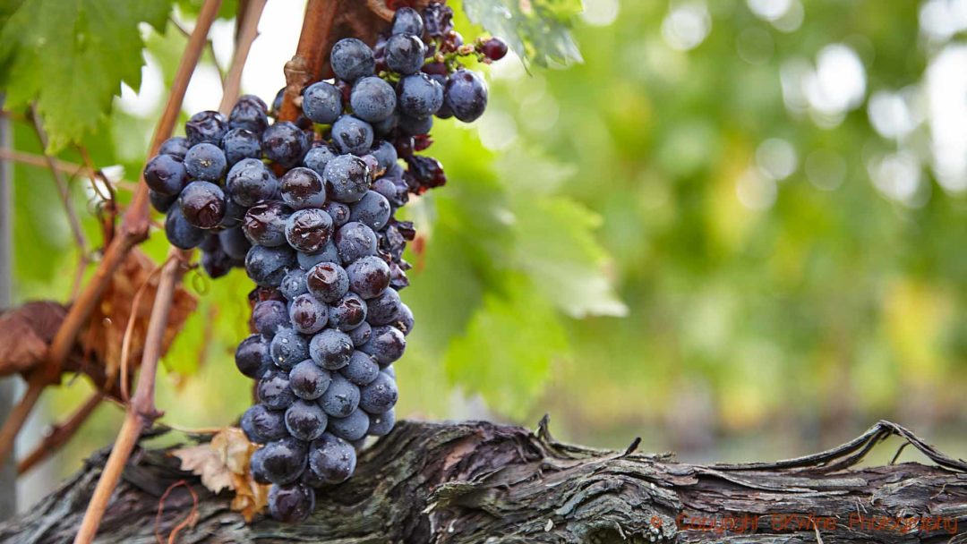 Sangiovese grapes ready for harvest in a vineyard in Tuscany