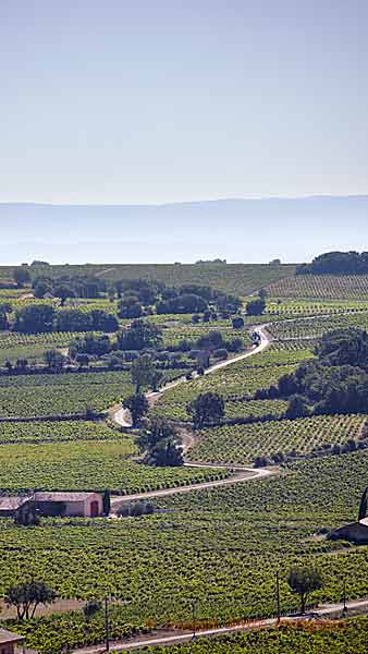 A road winding through the vineyard in the Rhone Valley