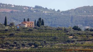 Valpolicella landscape with vineyards and an elegant villa