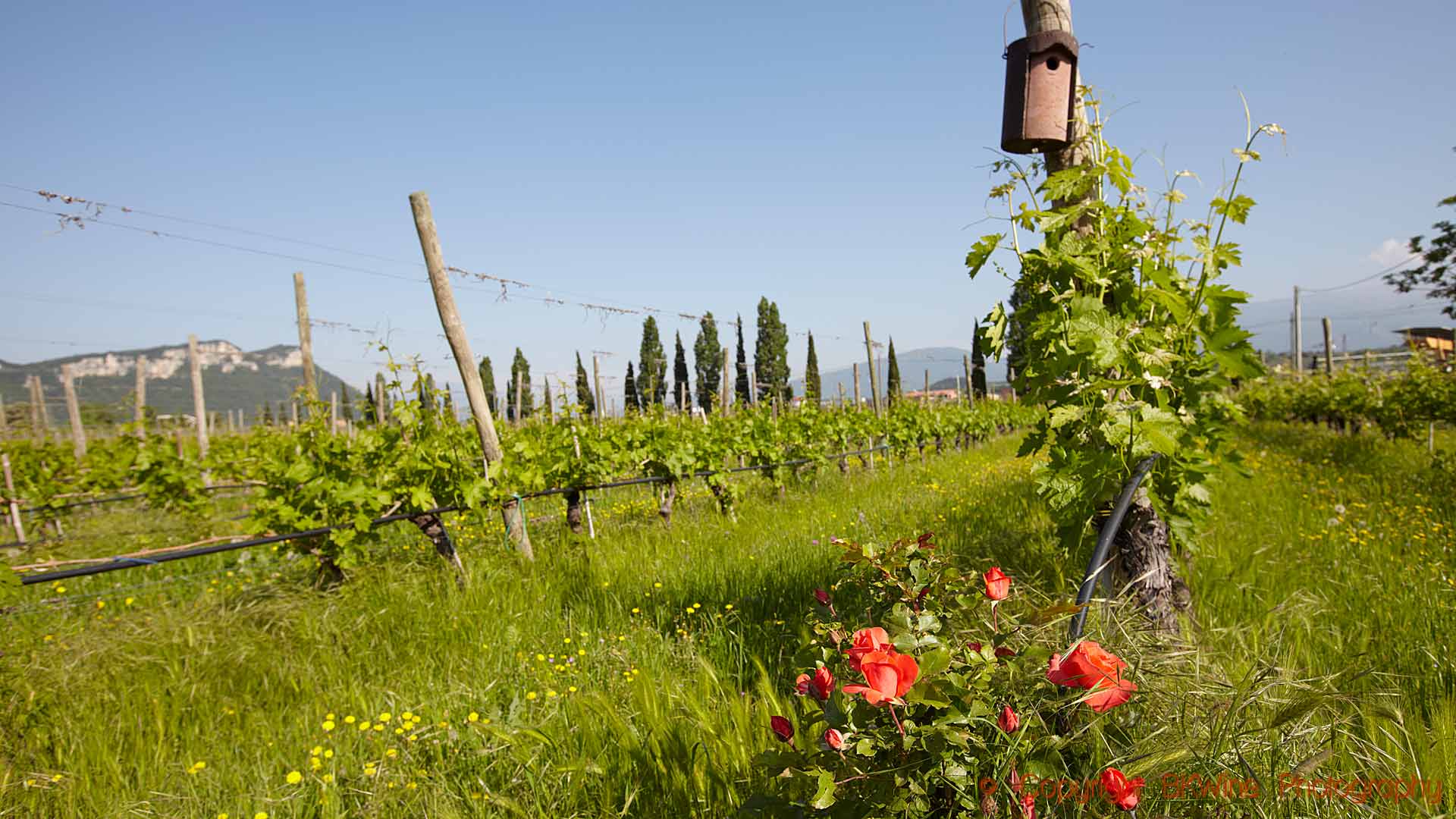 A lush green vineyard in Veneto