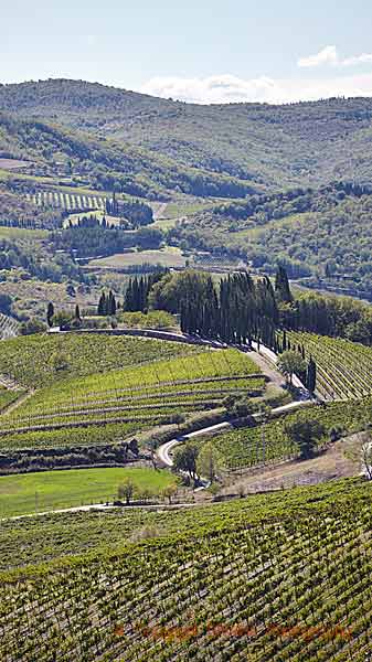A winding road through the vineyards and hills in Tuscany
