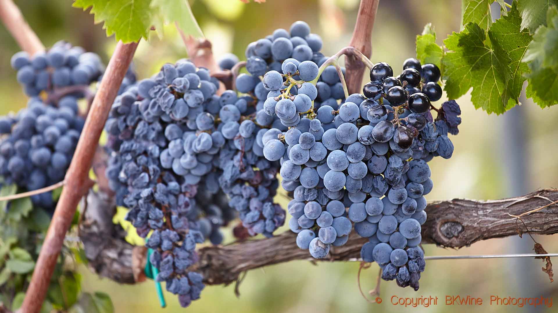 Ripe nerello mascalese grapes ready for harvest in a vineyard on Etna, Sicily
