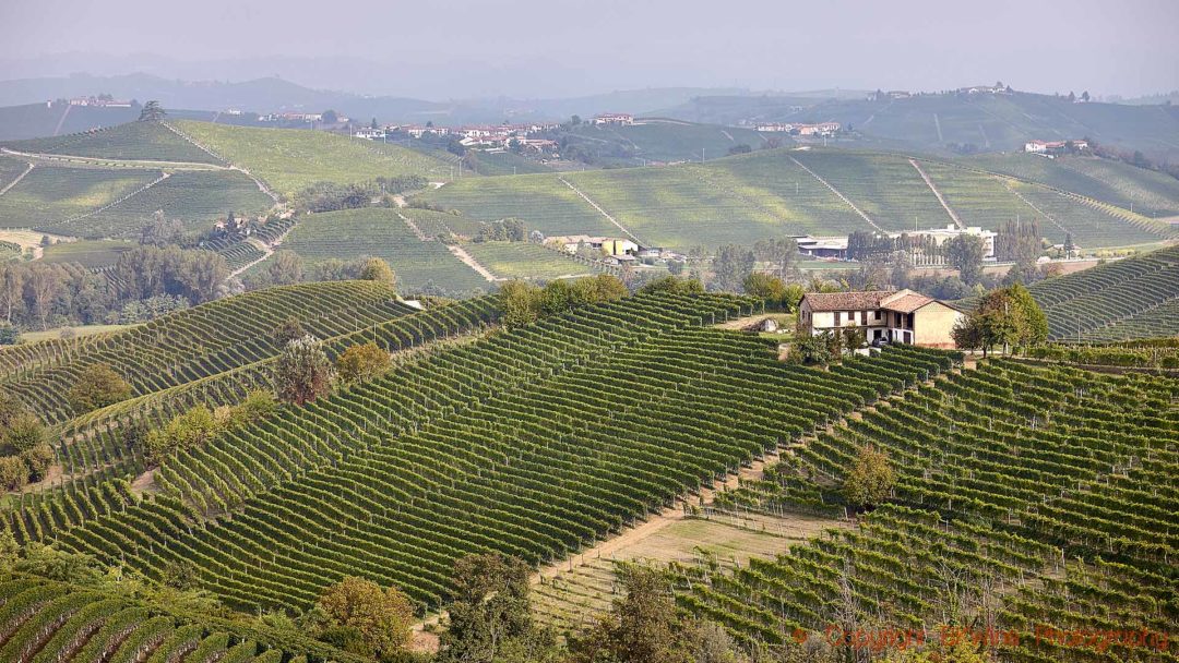 Vineyards and hills in Piedmont