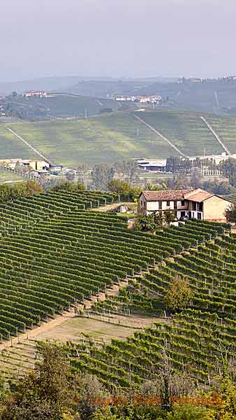 Vineyards and hills in Piedmont