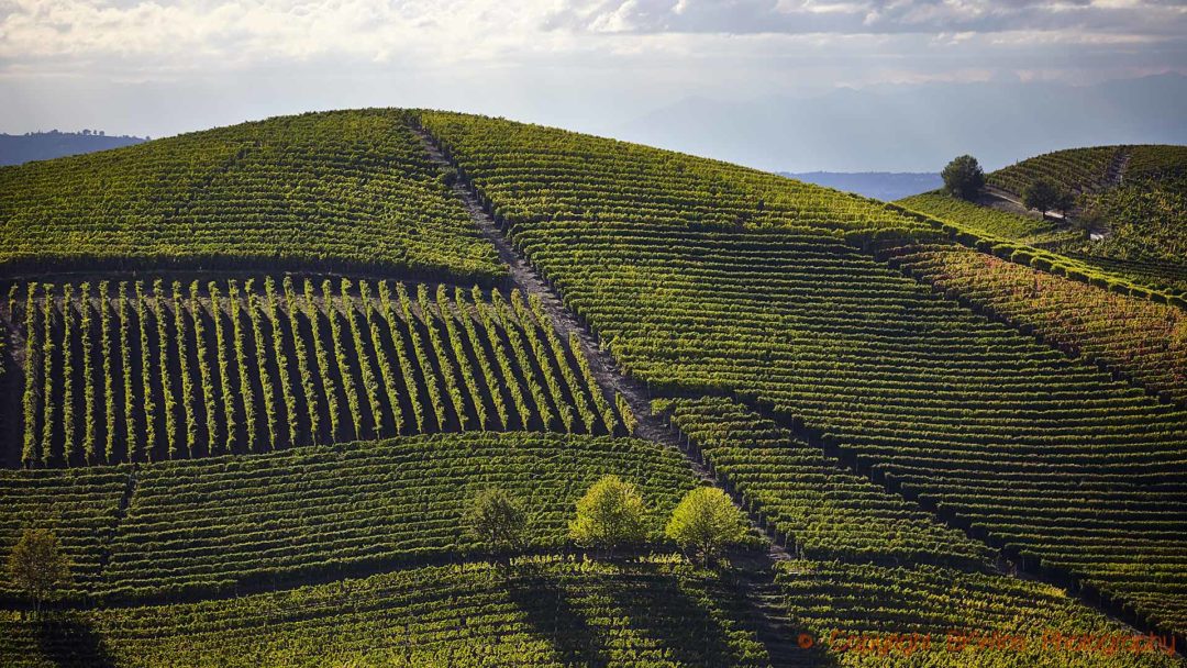 Vineyards on a steep hill in Barolo