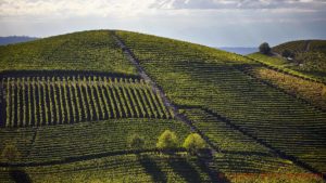 Vineyards on a steep hill in Barolo