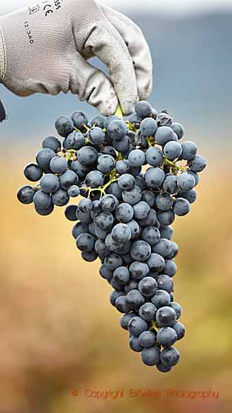 Harvesting tempranillo grapes in the vineyard in Rioja