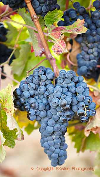 Tempranillo grapes in the vineyard in Rioja