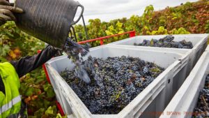 Harvesting tempranillo grapes in the vineyard in Rioja