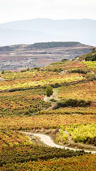 A winding road through the autumn colours in a vineyard in Rioja