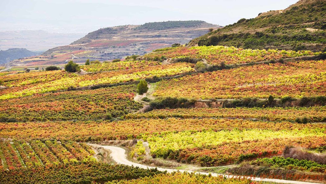A winding road through the autumn colours in a vineyard in Rioja