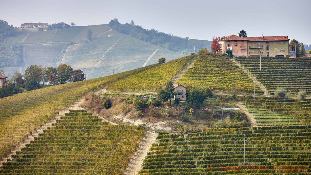 Vineyards on a steep hill in Barolo, Piedmont