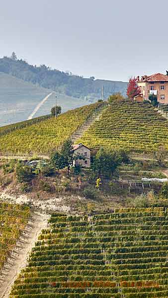 Vineyards on a steep hill in Barolo, Piedmont