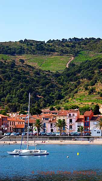 Vineyards, sea and mountains in Collioure, Roussillon