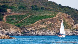 Vineyards plunging into the Mediterranean in Roussillon