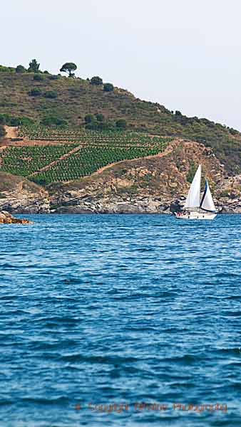 Vineyards plunging into the Mediterranean in Roussillon